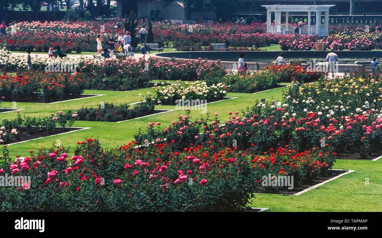 Diese Rose Garden begann in den 1920er Jahren bei 15.000 Rosenstöcken von 145 Sorten im Exposition Park in Los Angeles, Kalifornien, USA gepflanzt wurden. Heute ist es eine schöne und ruhige Oase im Herzen der Metropole. Die 7,5 Hektar (3 Hektar) Garten zieht jedes Jahr tausende Besucher an und hat sich von der Stadtentwicklung durch die US National Register der Historischen Stätten in 1991 hinzugefügt geschützt wurden. Der Garten ist für die Öffentlichkeit ohne Gebühr, außer wenn jährlich für Wartungsarbeiten vom 1. Januar bis 15. März geschlossen. Stockfoto