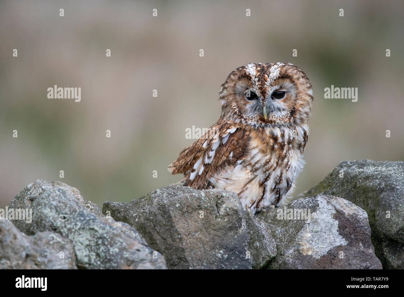 Waldkauz (Strix aluco) auf trockenmauern Wand Stockfoto