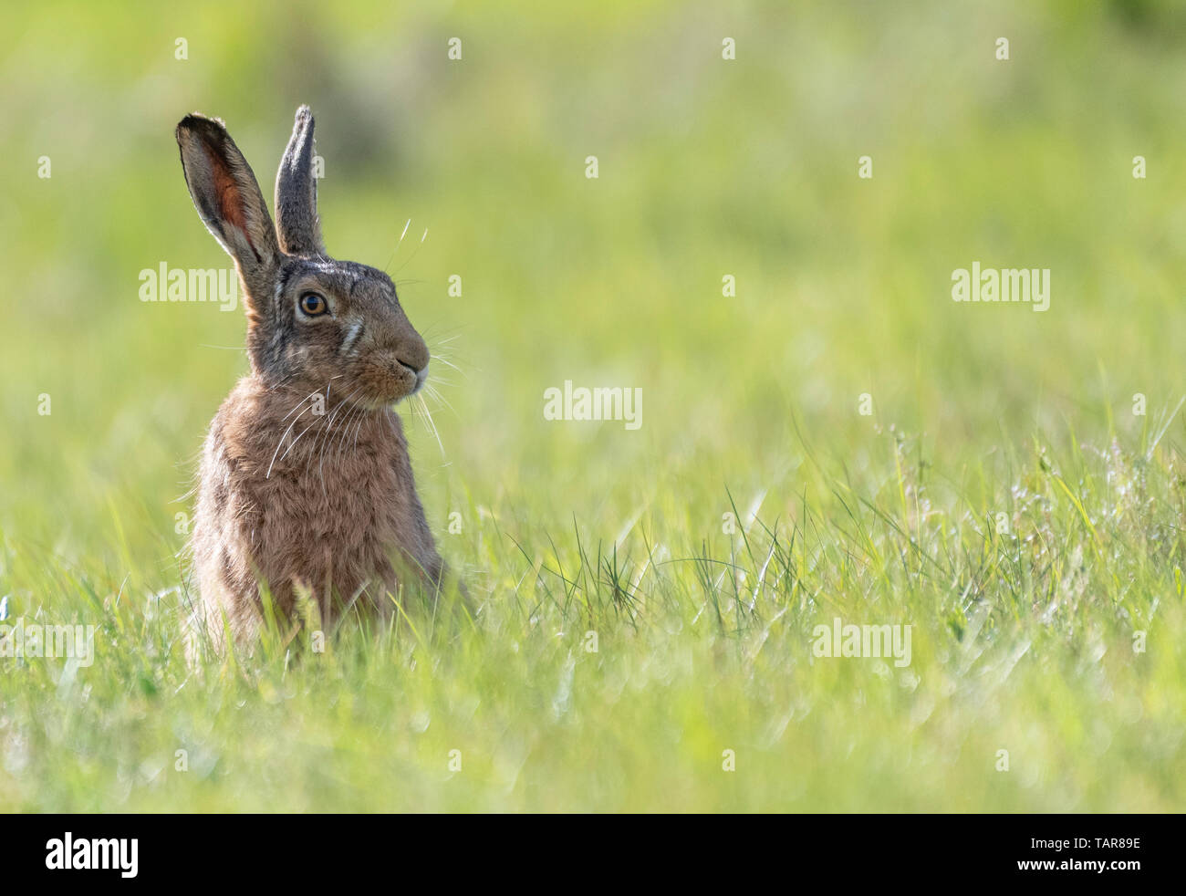 Europäische hare (Lepus europaeus) im grünen Gras, Norfolk, Großbritannien Stockfoto