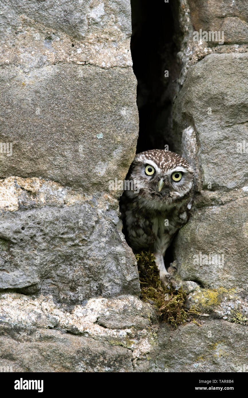 Steinkauz (Athene noctua) in Spalt in der Mauer aus Stein, Vereinigtes Königreich. Stockfoto