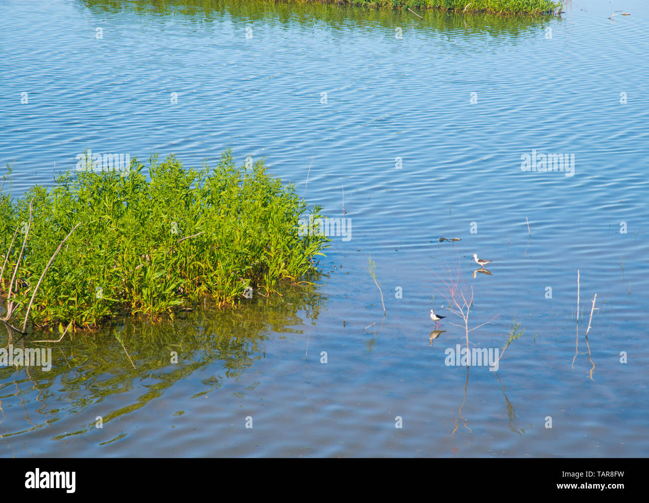 Wasservögel. El VIcario Reservoir, Ciudad Real, Castilla La Mancha, Spanien. Stockfoto