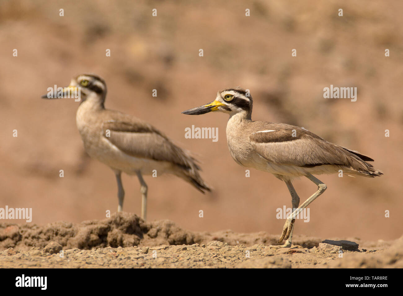 Großer Stein - curlew oder große dicke Knie (Esacus recurvirostris) in Jamnagar, Gujarat, Indien Stockfoto