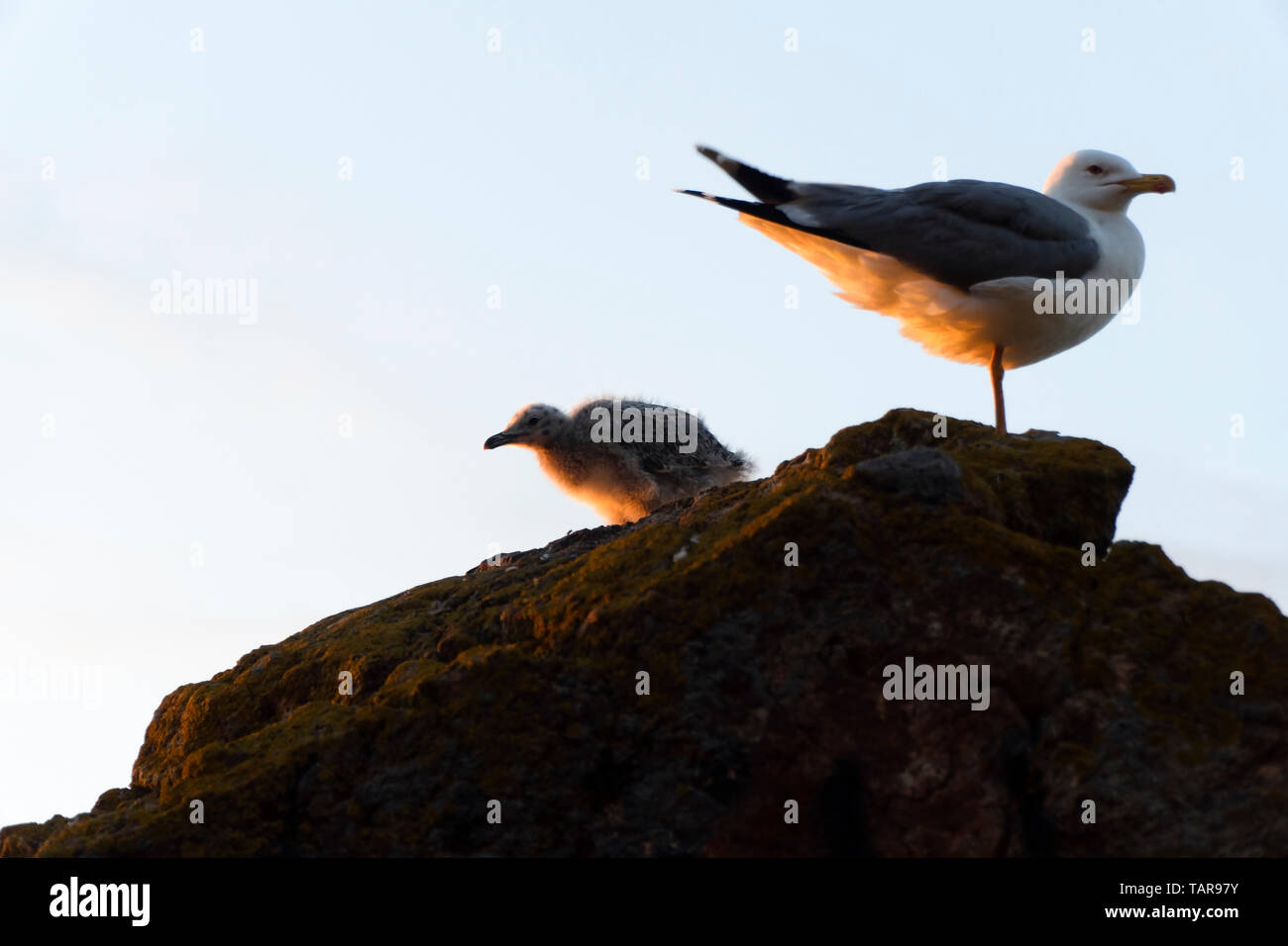 Seagull Küken mit Mutter Möwe sind auf einem Felsen in Wildlife Stockfoto