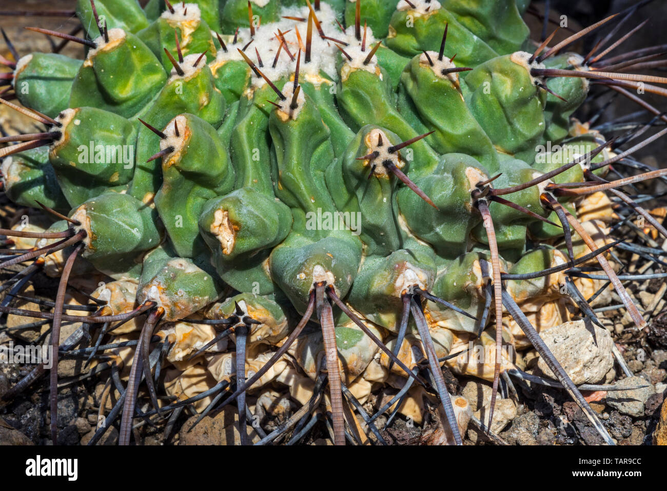 Thelocactus rinconensis Thelocactus/lophothele, Kaktus endemisch in Mexiko Stockfoto