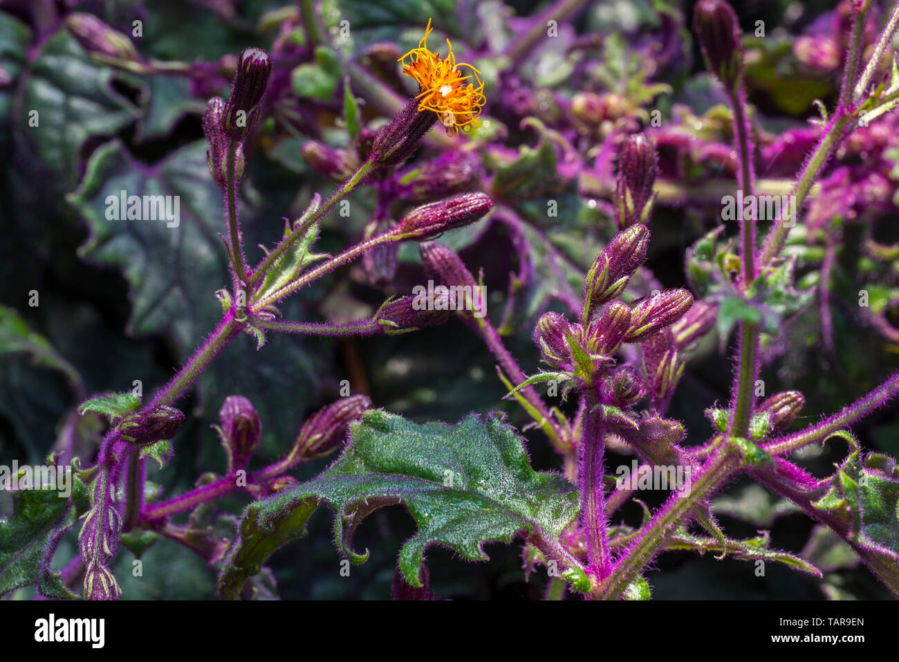 Langlebigkeit Spinat/Langlebigkeit grünen (Gynura procumbens) in Blüte, essbare Weinstock native nach China, Südostasien und Afrika Stockfoto