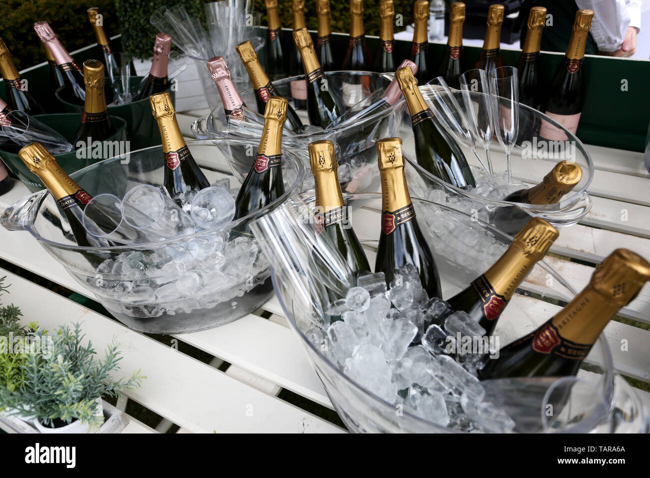 Allgemeine Ansichten von Flaschen mit Coates und Seely Champagner auf Eis in Goodwood Pferderennbahn, Chichester, West Sussex, UK. Stockfoto