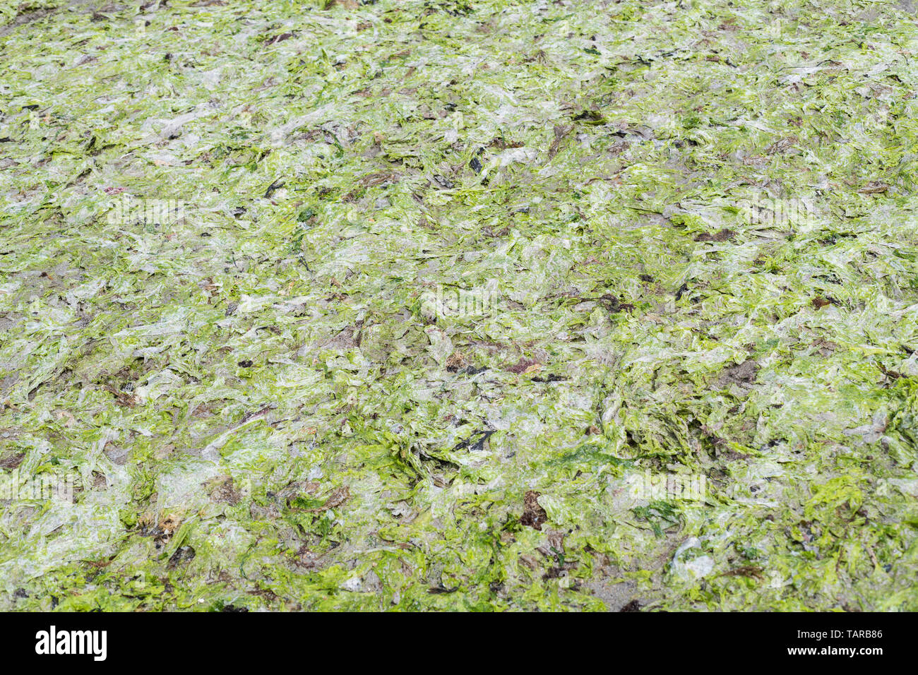 Die grüne Algen Sea Lettuce/Ulva lactuca gewaschen an Land an einem Strand und hinterlegt bei der Drift oder tideline. Frischen Salat ist essbar. Stockfoto