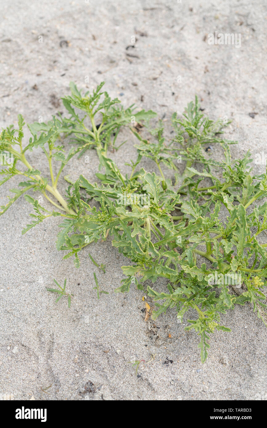 Früh vor - Blüte Blatt Wachstum von Meer Rakete/Cakile maritima auf einem sandigen Küste in Cornwall. Stockfoto