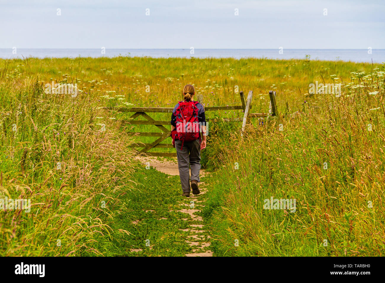 Einsame Frau Walker oder Wanderer zu Fuß in Richtung Meer im Sommer. Newton-by-the-Sea, Northumberland, Großbritannien. Juli 2018. Stockfoto