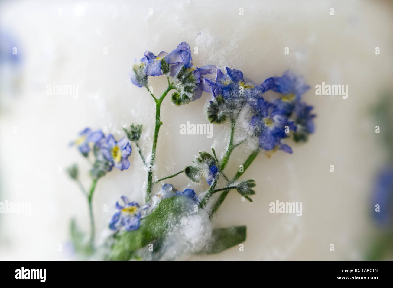 Blaue Vergissmeinnicht auf weiße Kerze Stockfoto