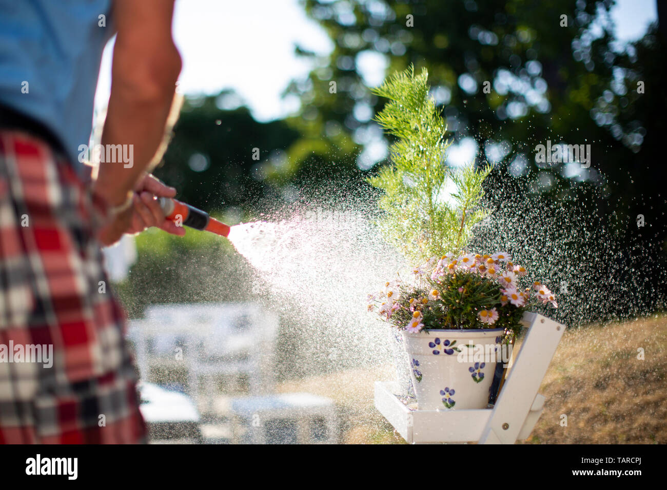 Bewässerung von Pflanzen im Garten, Sommer Stockfoto