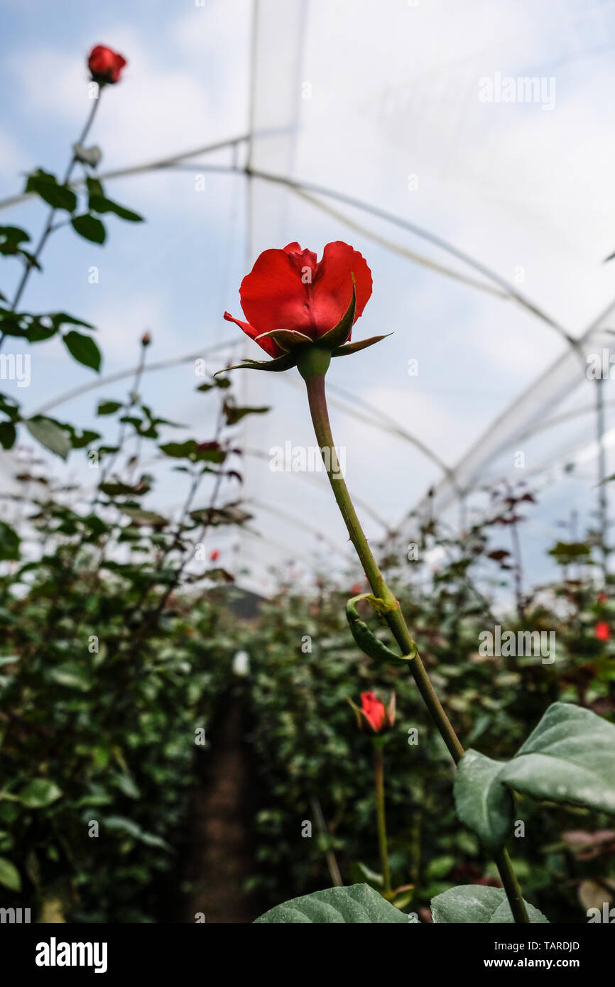 Eine rote Rose in eine Rose Gewächshaus Stockfoto