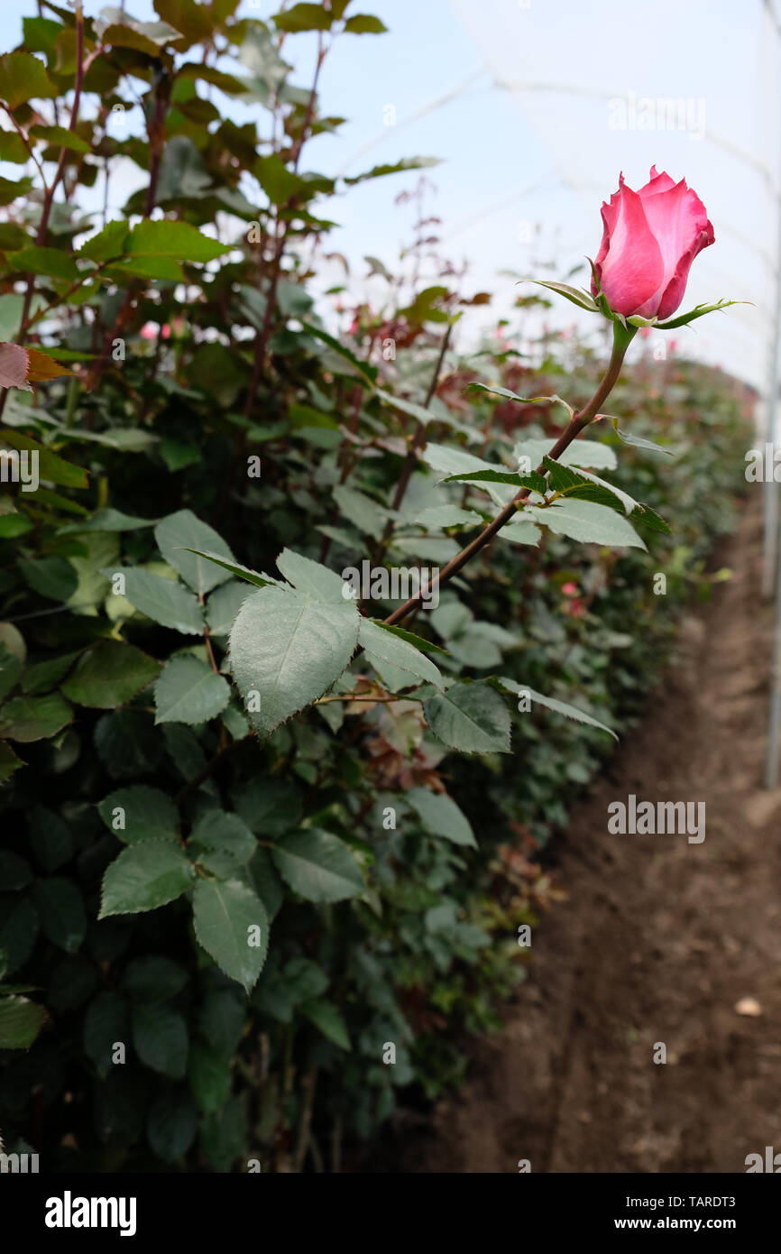 Eine rote Rose in eine Rose Gewächshaus Stockfoto