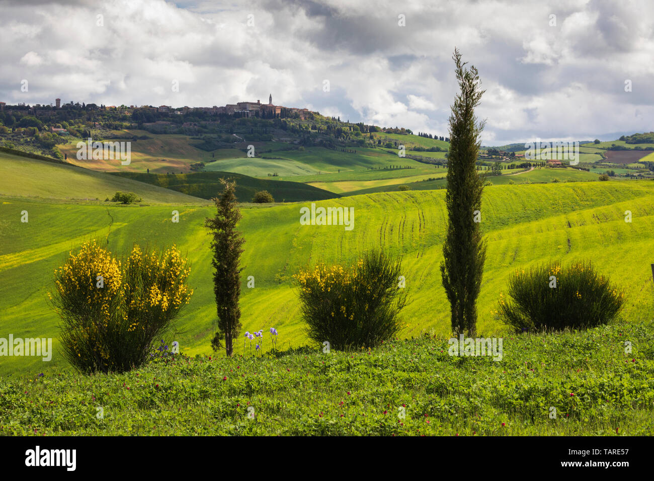 Stadt Pienza durch Zypressen mit toskanischen Landschaft, Pienza gesehen, Provinz Siena, Toskana, Italien, Europa Stockfoto