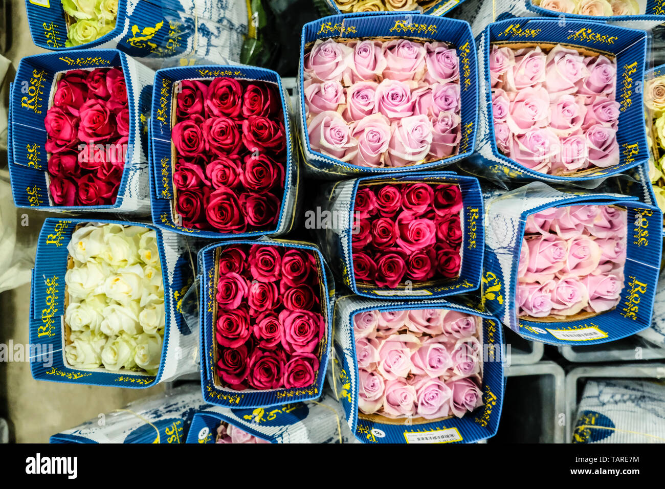 Blumensträuße der ecuadorianischen Rosen bereit versandt werden Stockfoto