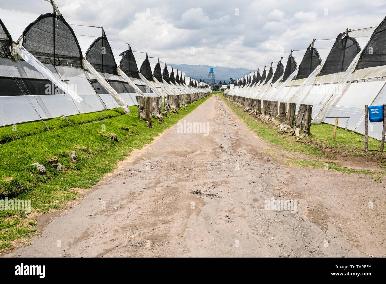 Reihen von Gewächshäusern von rose Farm in Ecuador Stockfoto