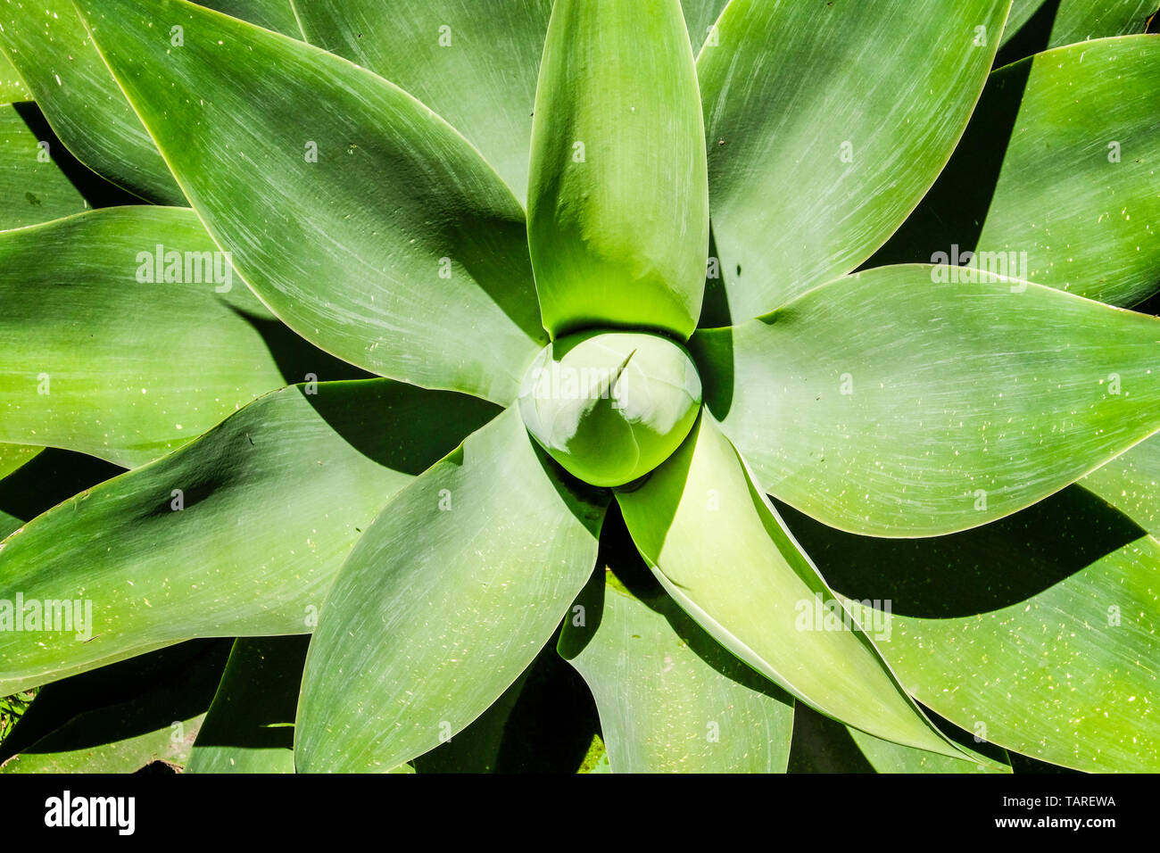 Oben in der Nähe der riesigen tropischen sukkulente Pflanze Agave Stockfoto