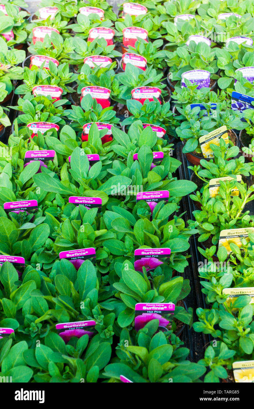 Sammlung von verschiedenen Petunia Trailing Surfinias Rot Gelb Rosa etc in 9cm Töpfe in Fächer ideal für hängende Körbe Stockfoto