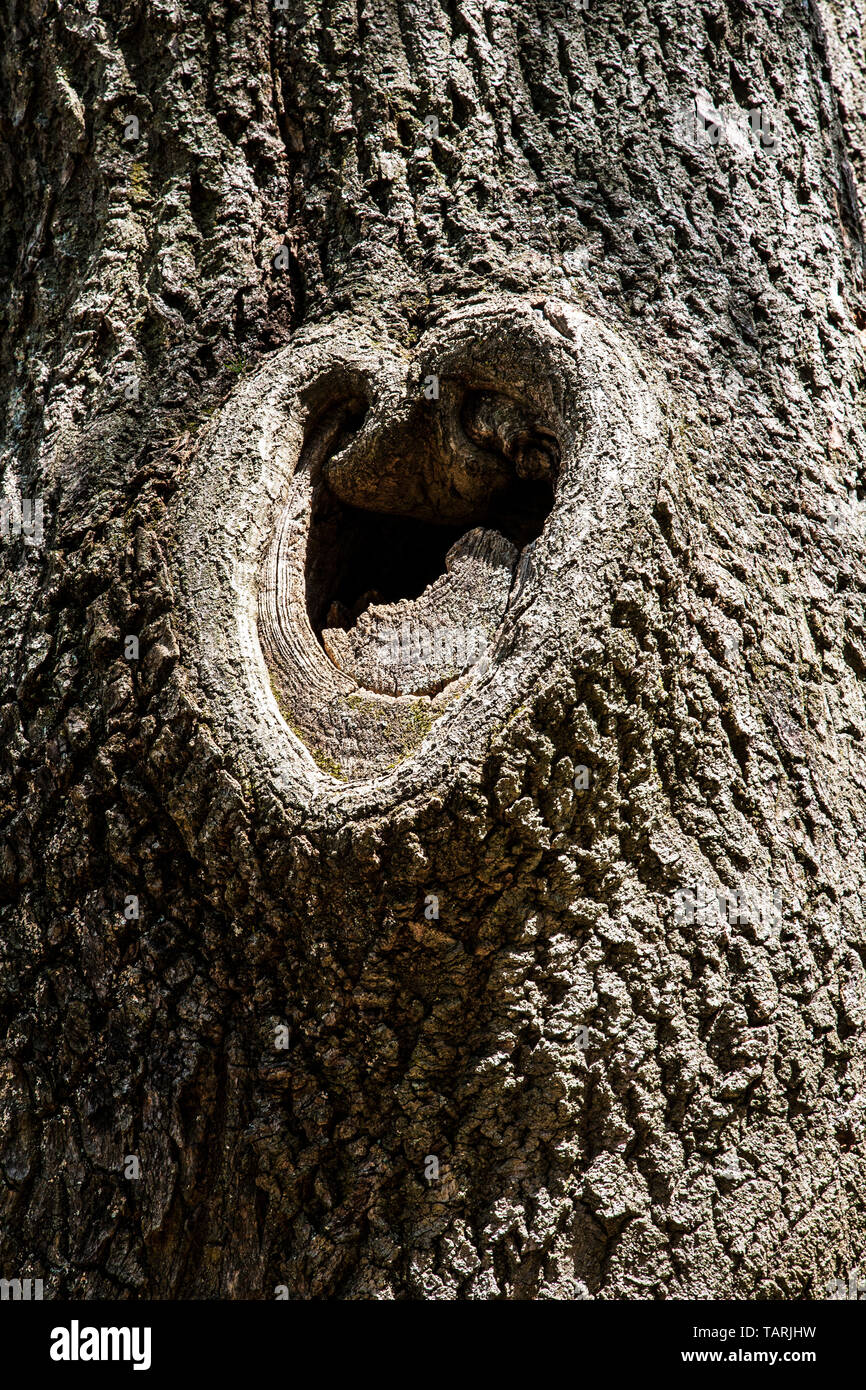 Baumstamm mit herzförmigem Hohlraum, Longwood Gardens, Pennsylvania, USA, FS 14,94 mb. 240ppi (eine von zwei Größen) Foto, Herzen Stockfoto