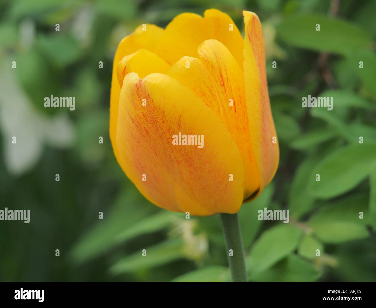 Gelb mit roten Venen Blütenblätter einer Tulip Bud. Blumenzucht. Close Up. Stockfoto
