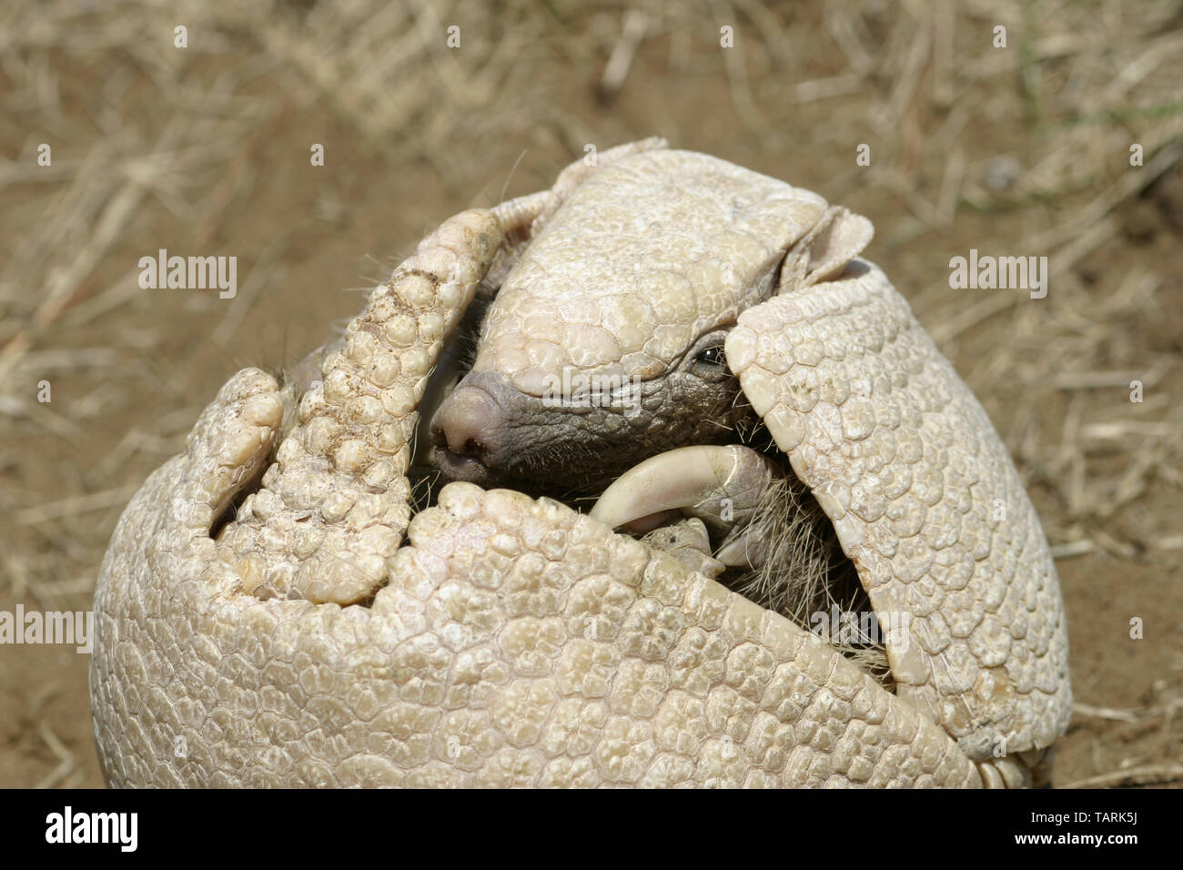 Drei-Gebändert Armadillo (südlichen) Tolypeutes tricinctus. Eine der Arten in der Lage sich selbst zu Rollen in eine Kugel für Schutz von Raubtieren. Bereich: Stockfoto