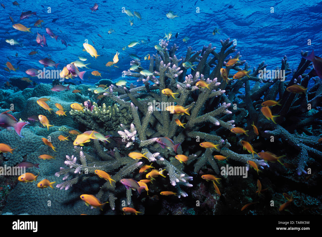 Korallen und Fische. Great Barrier Reef, Nord-östlich von Port Douglas, Queensland, Australien, Westlicher Pazifik. Korallen: Gattung Acropora Stockfoto