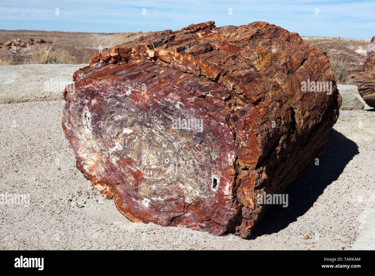 Petrified Forest National Park, Arizona, USA Fragmentierte versteinerte Log entlang der Crystal Forest Trail. Stockfoto