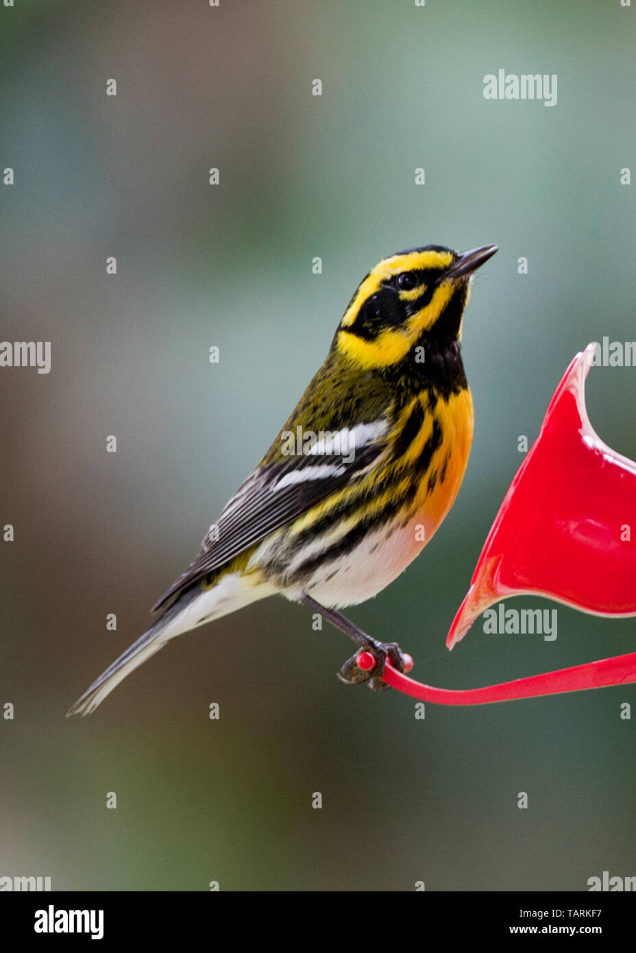 Townsend's Warbler, Dendroica townsendi. Familie Parulidae (=Fauvette de Townsend = Sylvette à joues noires) Bereich: Westküste von Nordamerika in Co Stockfoto