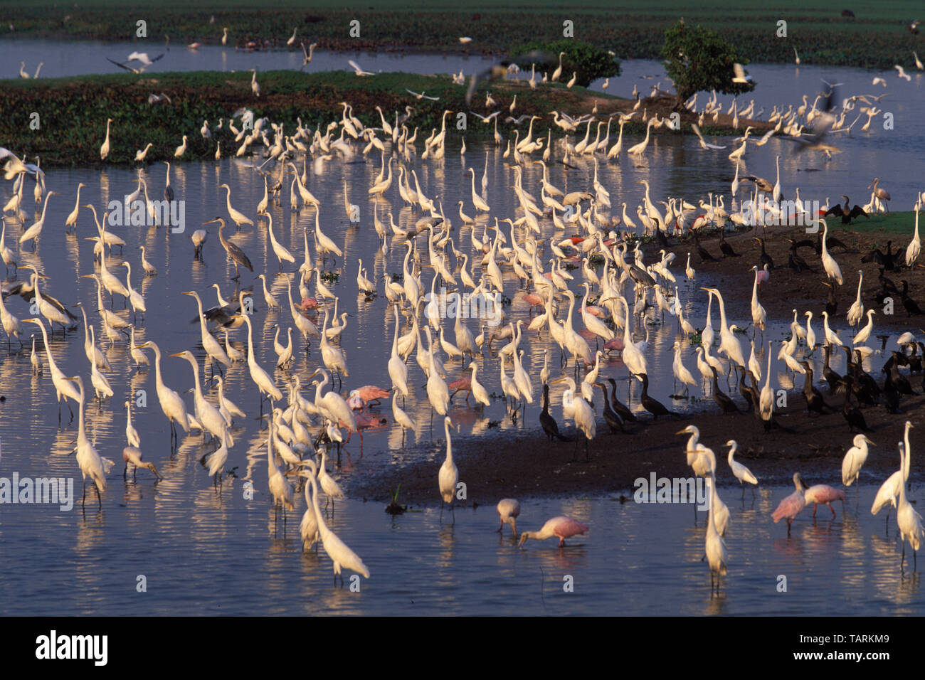 Silberreiher - Ardea alba Egretta große Reiher und andere Vögel (einschließlich Roseate Löffler), versammeln in einem flachen Ende zu füttern Stockfoto