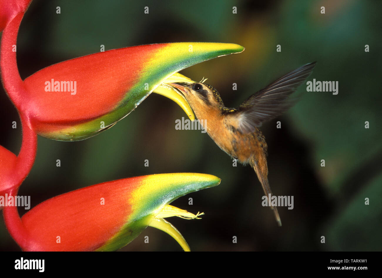 Kleine Einsiedler Hummingbird Phaetornis longuemareus Fütterung auf Heliconia Blume Madre de Dios Region, Peru Stockfoto
