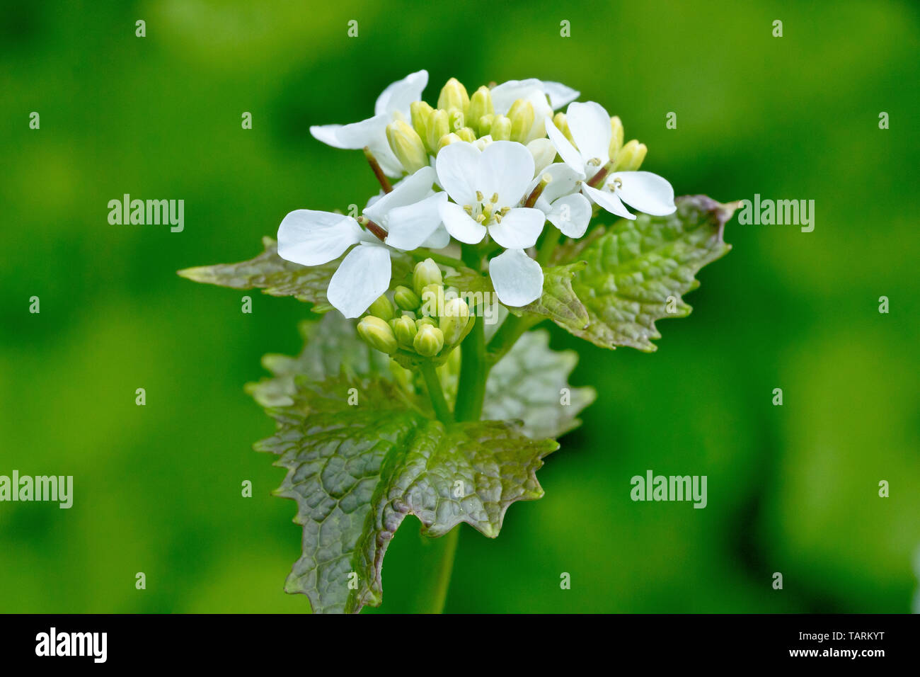 Die Knoblauchsrauke (alliaria petiolata), auch bekannt als Jack-by-the-Hedge, in der Nähe eines einsamen flowerhead. Stockfoto