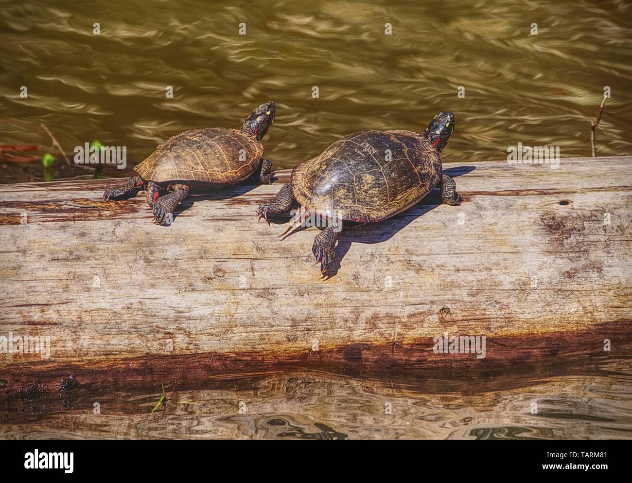 Zwei Schildkröten ruht auf einem Baumstamm in den Feuchtgebieten im Sommer, Aalen in der Sonne. Stockfoto