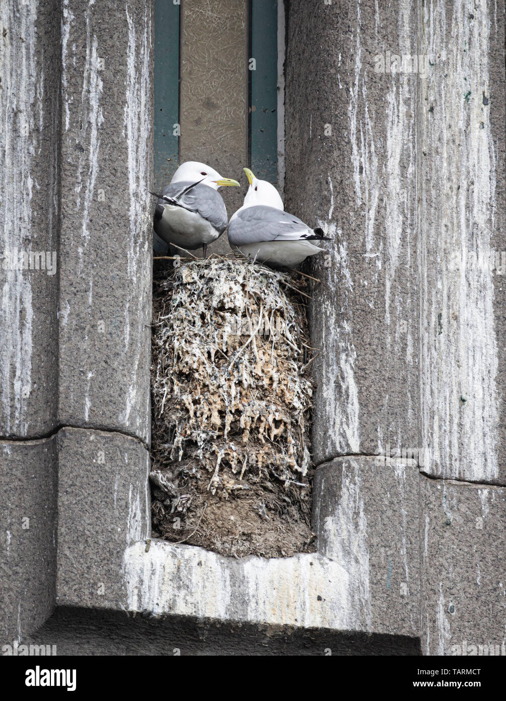 Kittiwakes mit Küken, die auf der Tyne-Brücke in Newcastle upon Tyne, England nisten Stockfoto