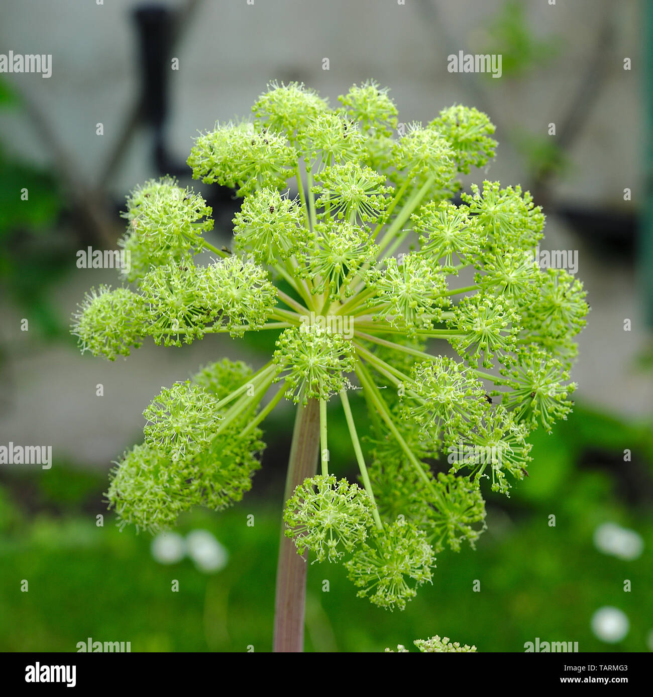 Angelica archangelica Blume (Angelica archangelica) Stockfoto