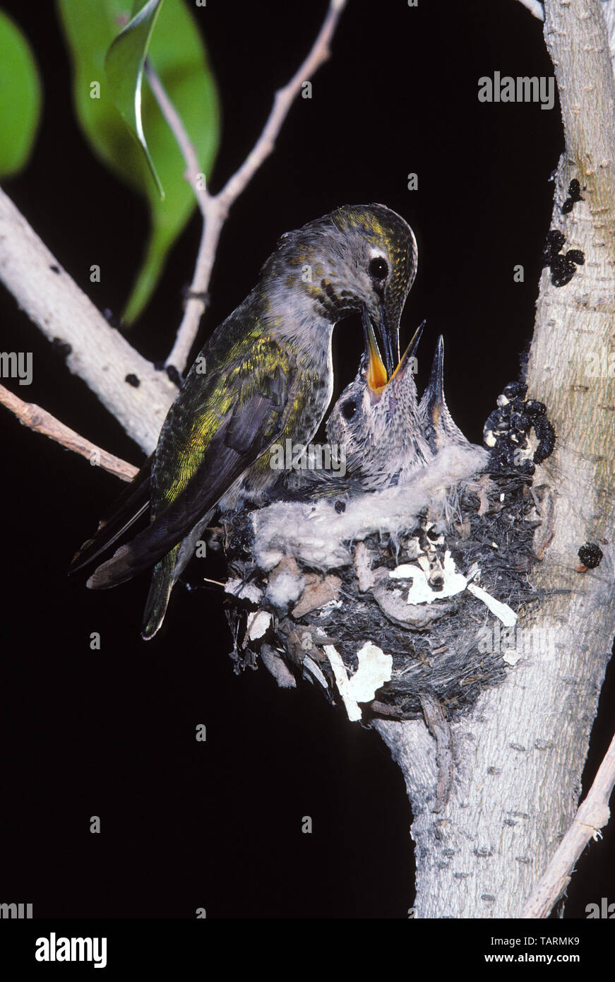 Anna's Kolibri Calypte anna Weibchen füttern ihre Küken. In Südkalifornien fotografiert, USA Stockfoto
