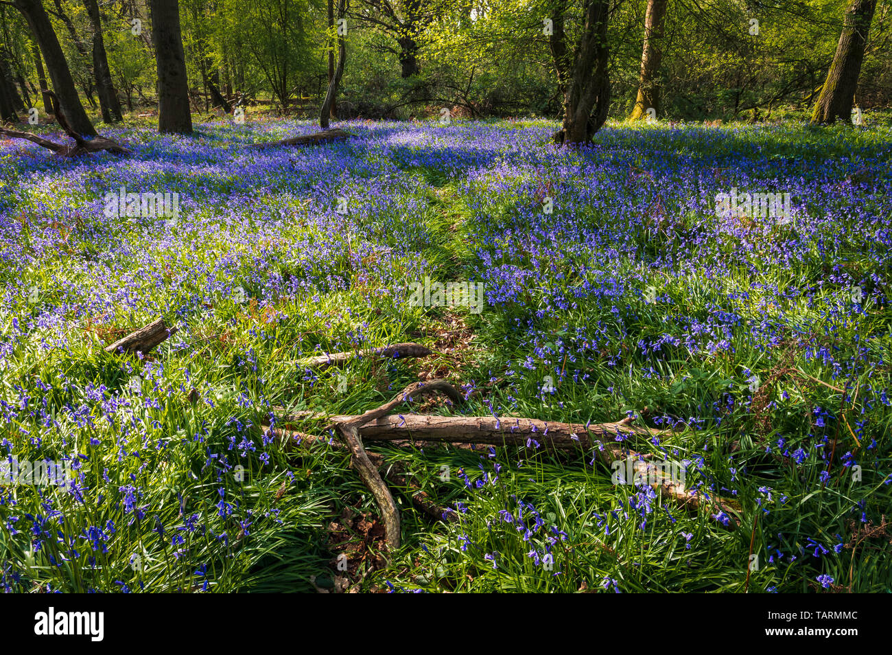 Bluebells Teppich den Waldboden Stockfoto