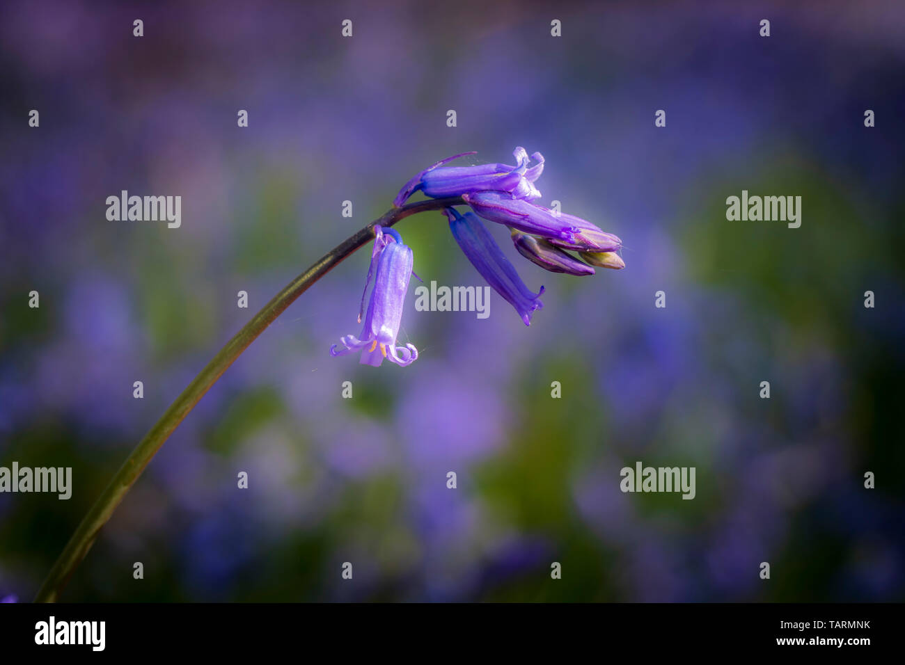 Eine Nahaufnahme eines Bluebell glühen in der nachmittagssonne Stockfoto