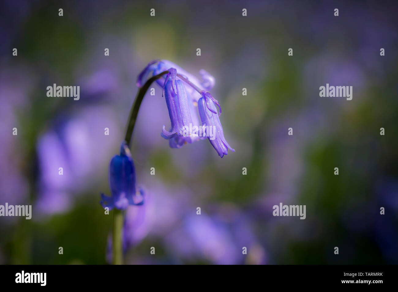 Eine Nahaufnahme eines Bluebell glühen in der nachmittagssonne Stockfoto