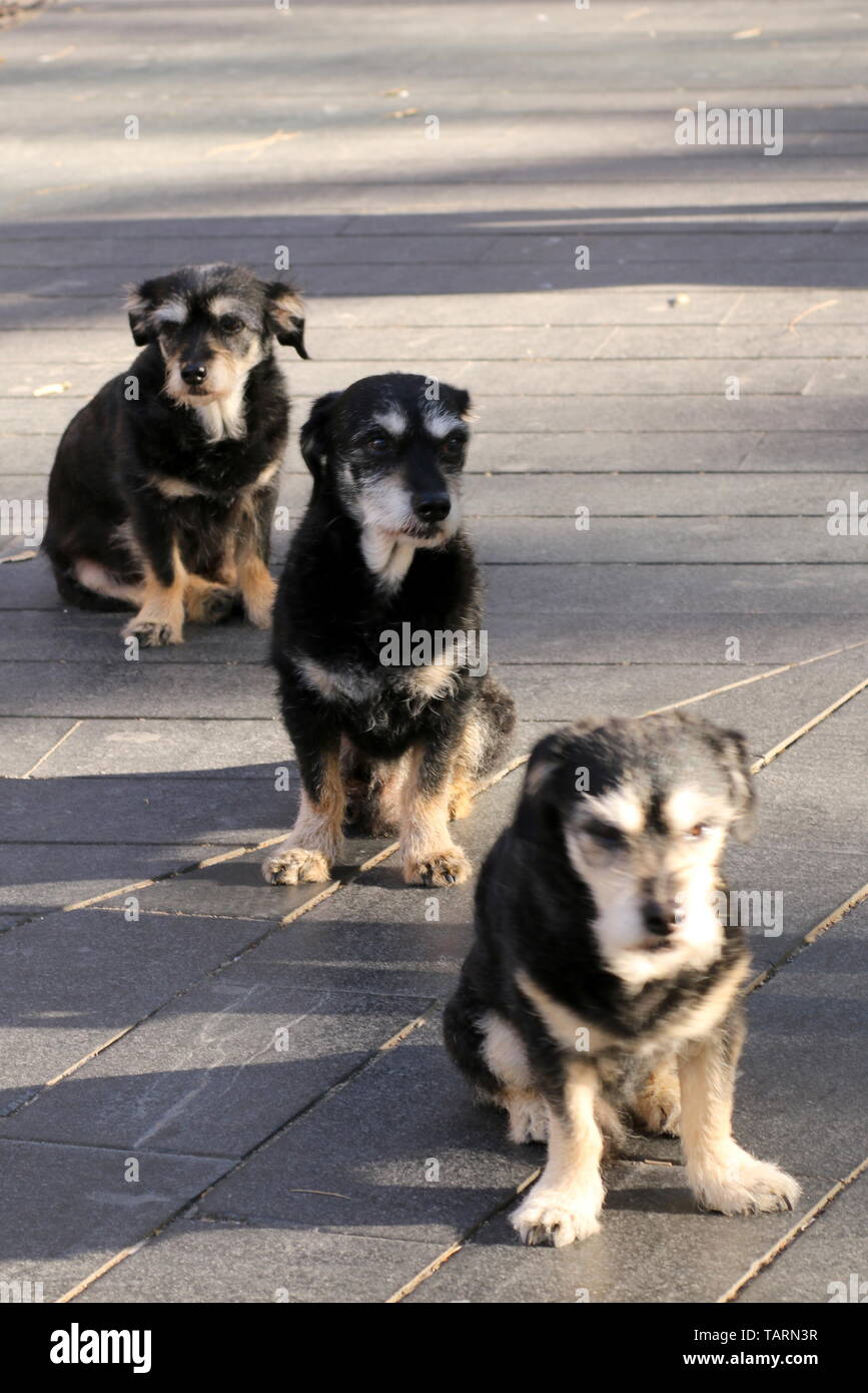 Drei Hunde in einer Linie. Stockfoto