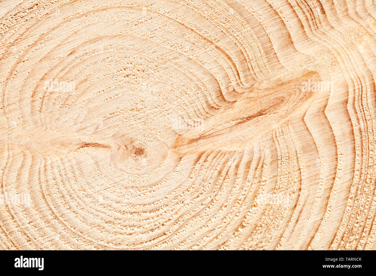 Große kreisförmige Stück Holz Querschnitt mit Baum ring Textur muster und Risse Hintergrund. Detaillierte organische Oberfläche aus der Natur. Stockfoto