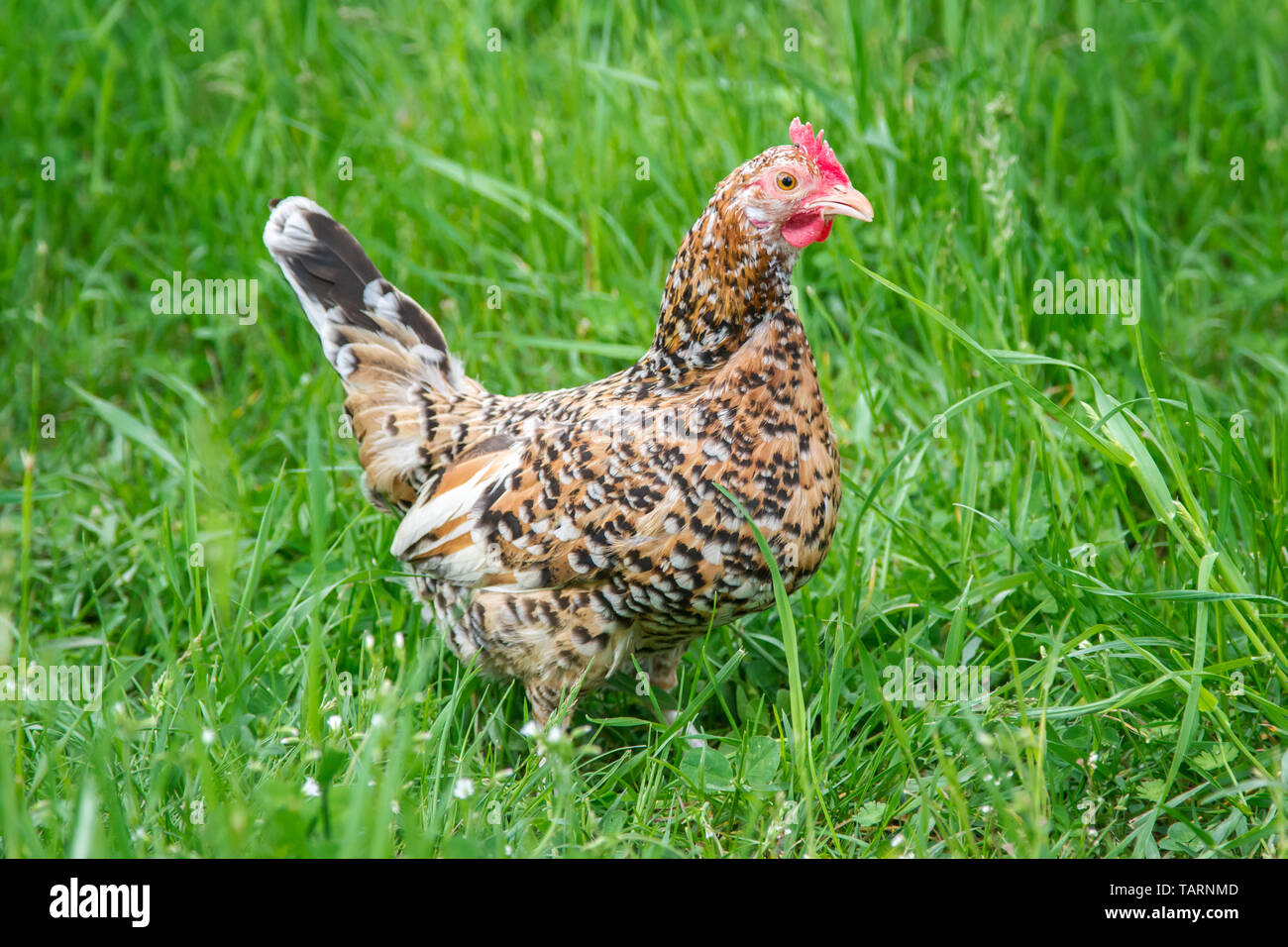Steinhendl Steinpiperl Stoapiperl - - - Huhn - kritisch bedrohte Huhn züchten aus Österreich im freien Bereich (Gallus gallus domesticus) Stockfoto