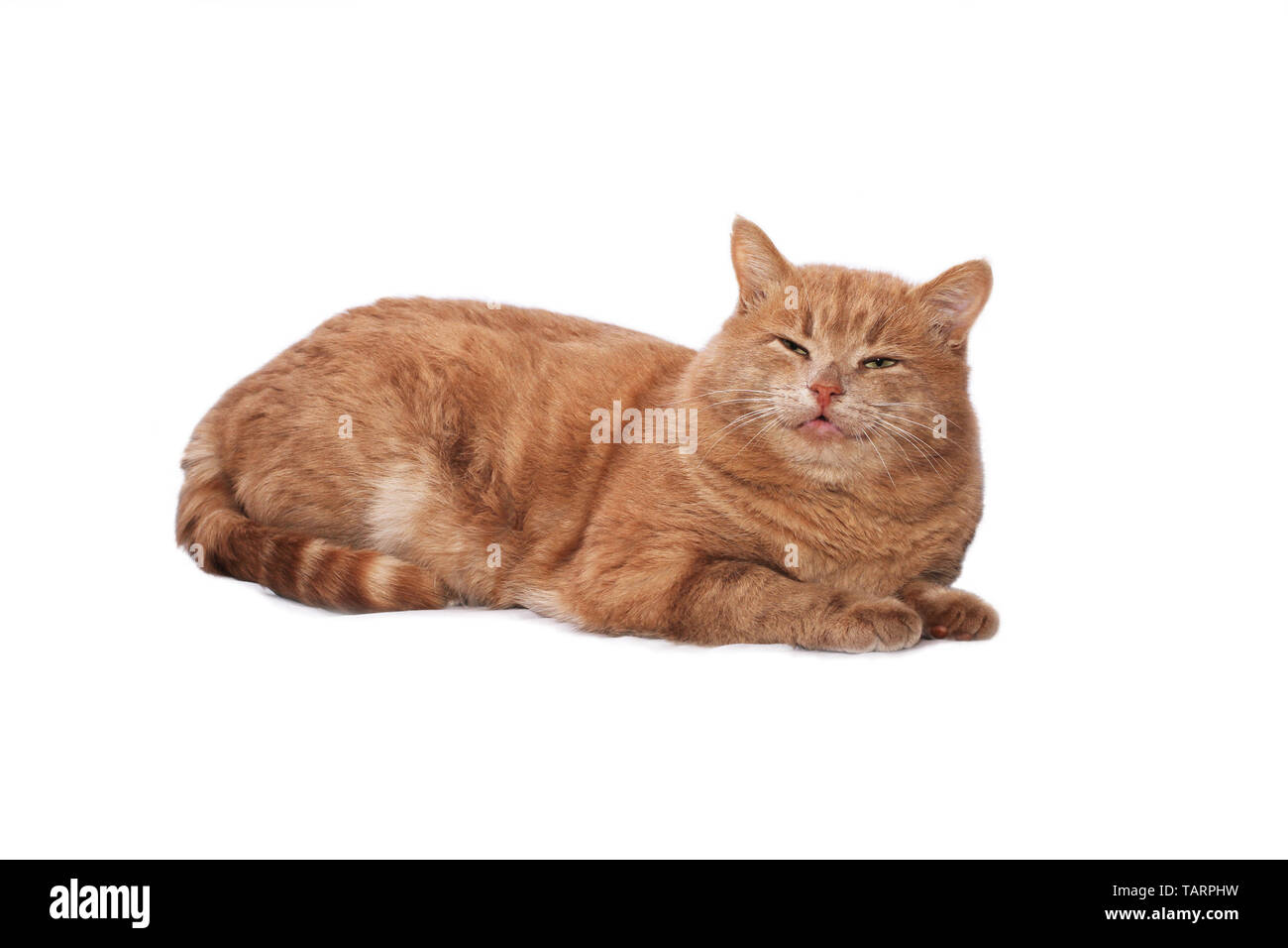 Rote Katze mit grünen Augen liegen auf einem weißen Tuch auf weißem Hintergrund Stockfoto