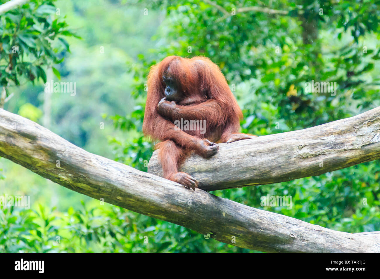 Orang-utans oder Pongo pygmaeus ist das einzige asiatische grosse auf der Insel Borneo und Sumatra gefunden Stockfoto