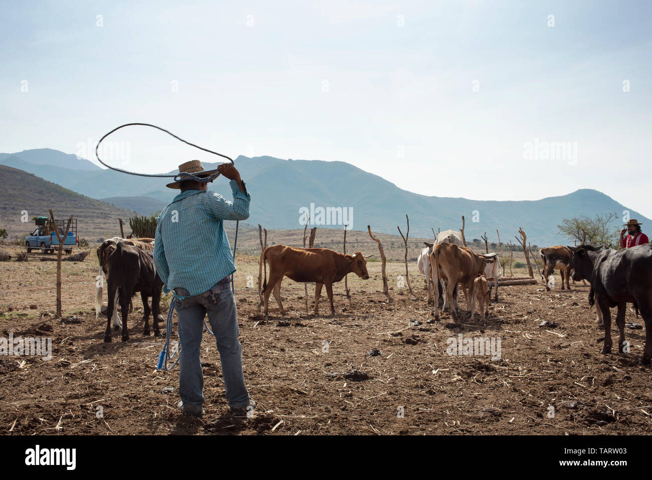 Das Leben auf dem Bauernhof mit hirtenjunge versuchen ein Baby Kuh mit einem Lasso zu fangen. Teotitlan del Valle, Oaxaca, Mexiko. Mai 2019 Stockfoto
