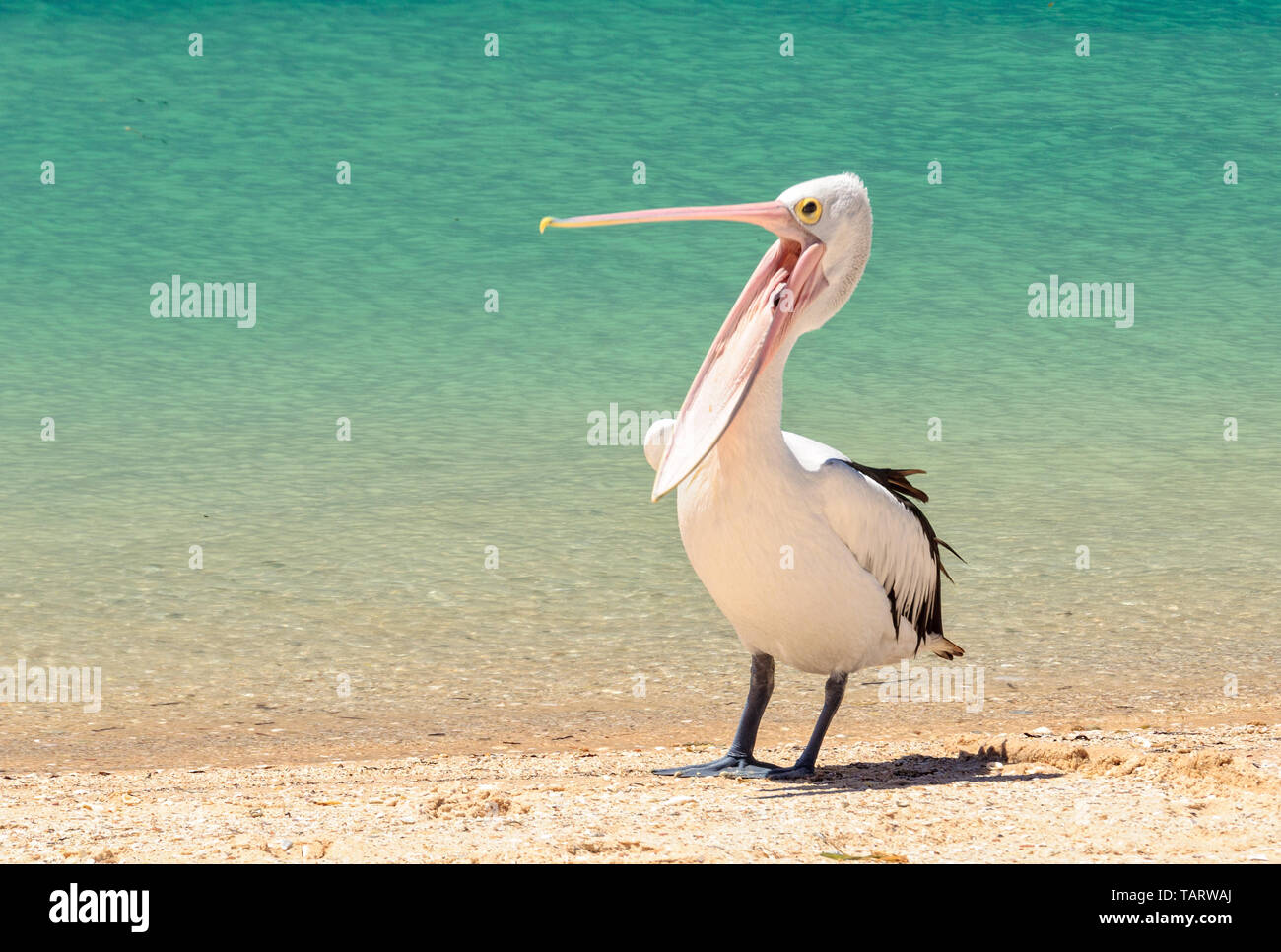 pelican-monkey-mia-fotos-und-bildmaterial-in-hoher-aufl-sung-alamy