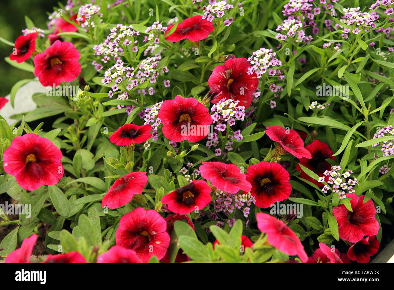 Linum anbau Fotos und Bildmaterial in hoher Auflösung Alamy