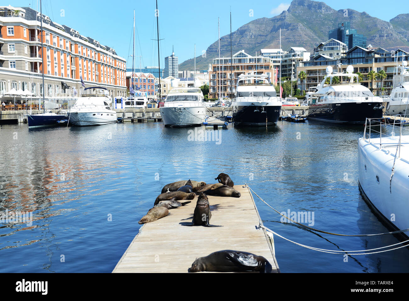 Kap Pelzrobben An Der Victoria Alfred Waterfront In Kapstadt Sudafrika Stockfotografie Alamy