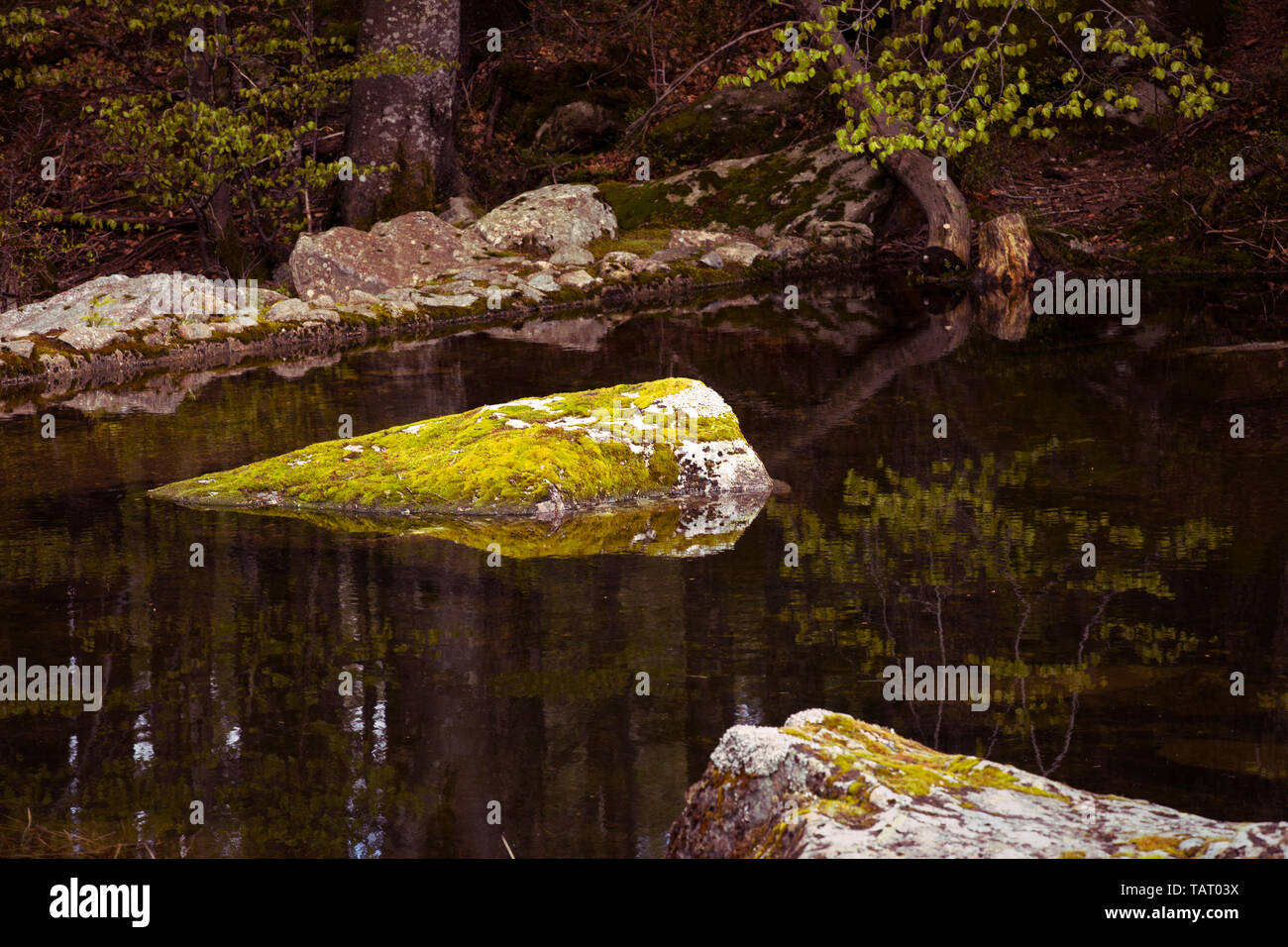 Ruhe. Bemoosten Felsen im Wald See. Stilles Wasser, ragt Steine von Moos überwuchert, darkwater. Spiegelungen im Wasser. Zen Hintergrund Stockfoto