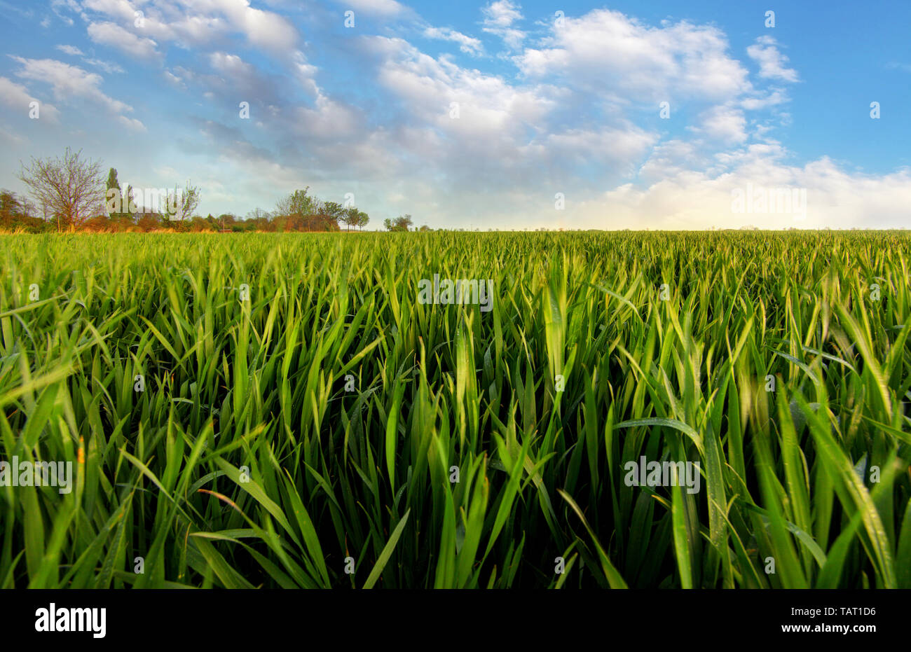 Frühjahr grünes Feld Stockfoto