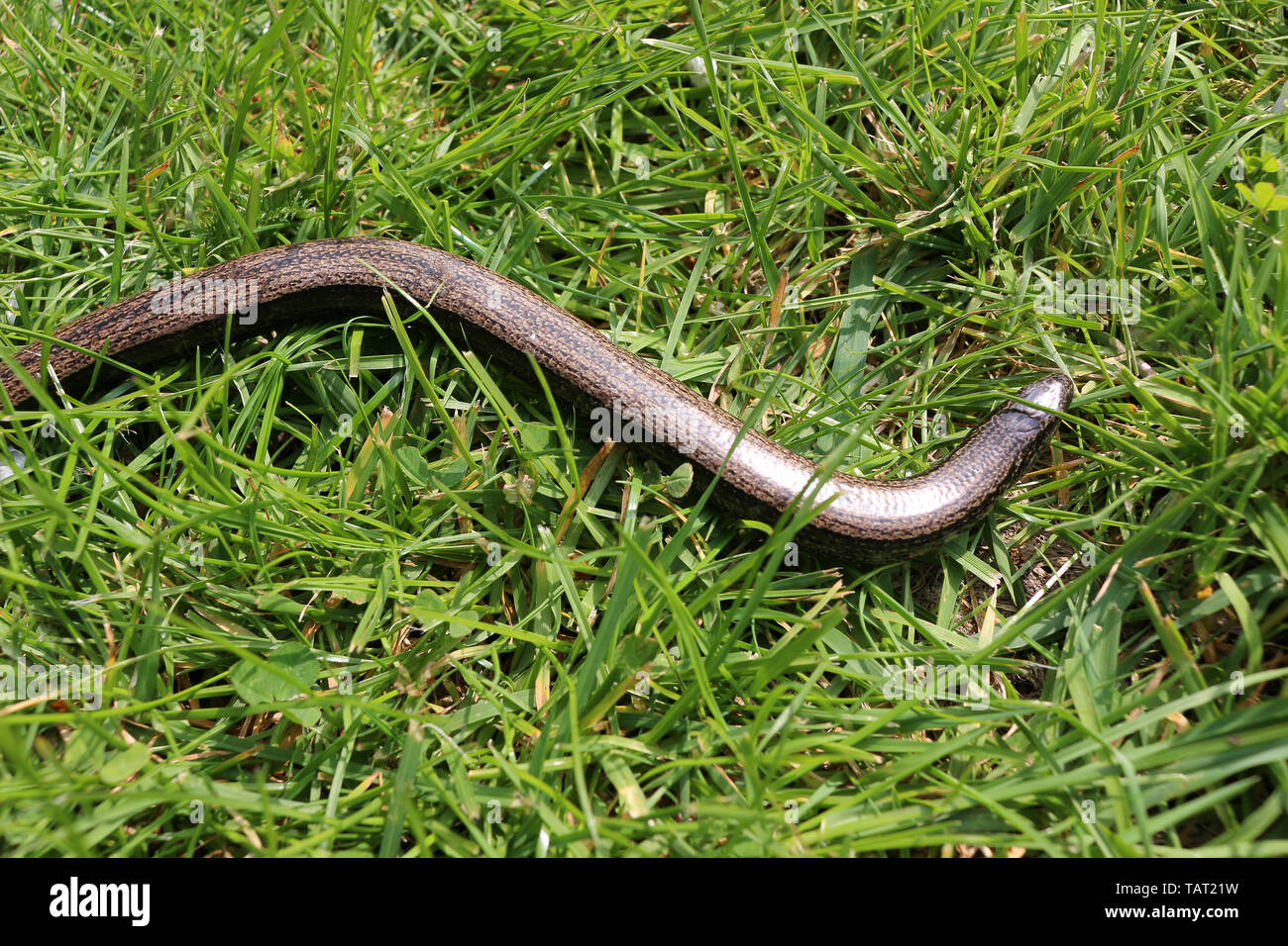 Anguis fragilis oder gemeinsamen Slowworm bewegen durch das Gras in der Sonne Stockfoto